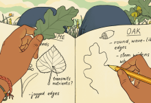 Illustration of person sketching in a nature journal